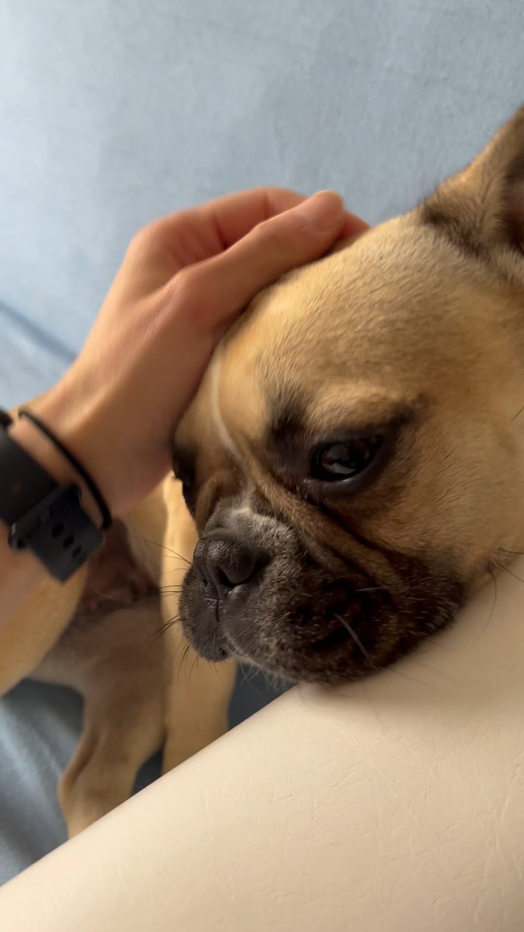 Petite visite chez @dogschool_tn aujourd...