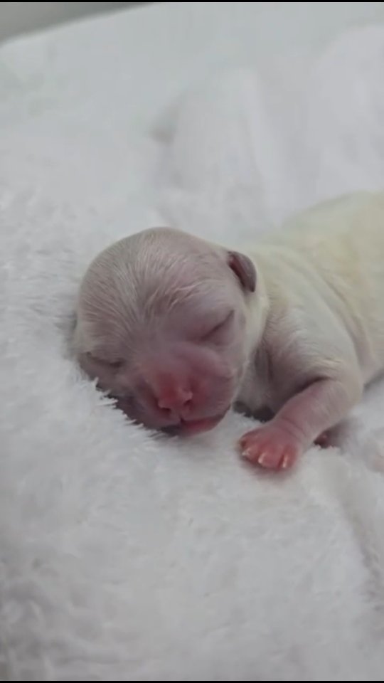 الولادة قيصريّة: الحل السريع والأمن للول...