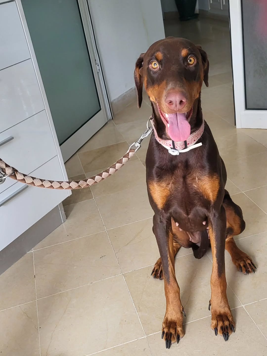 Good girl 🩷🩷🩷RANI
#dogslover #doglifesty...