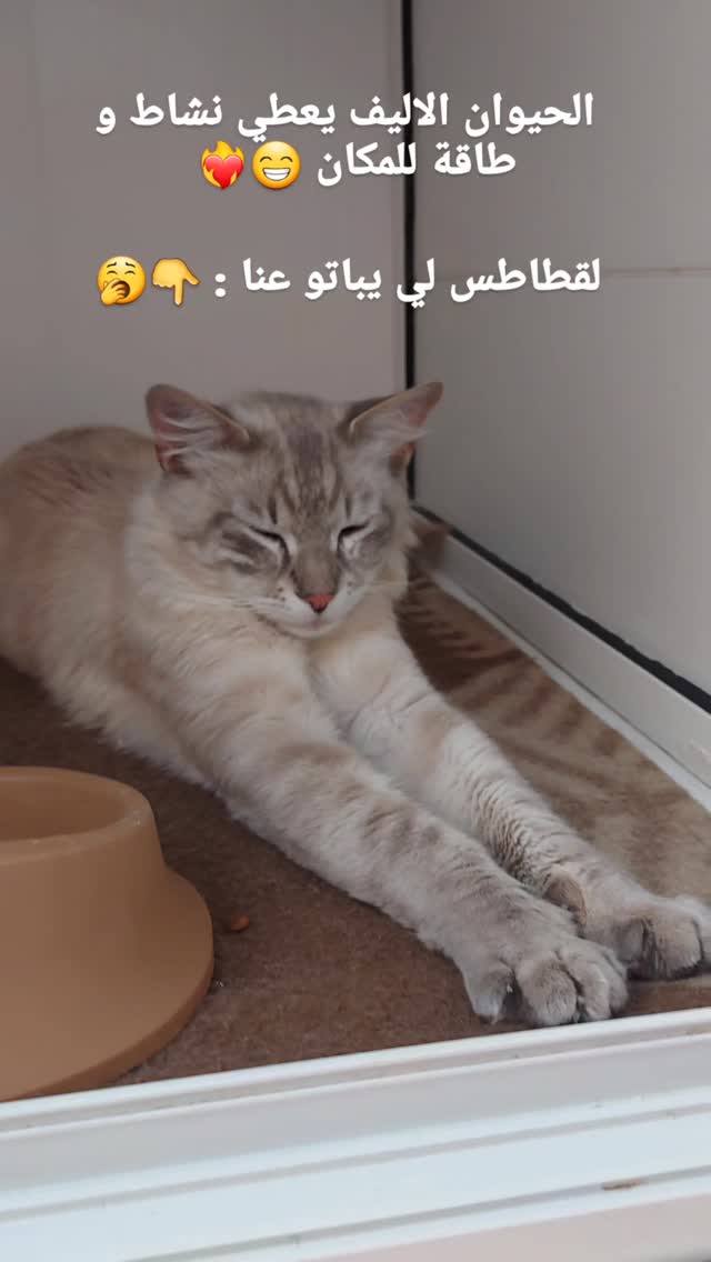 L’exception : Sokar 😴🐾

#cliniqueveter...