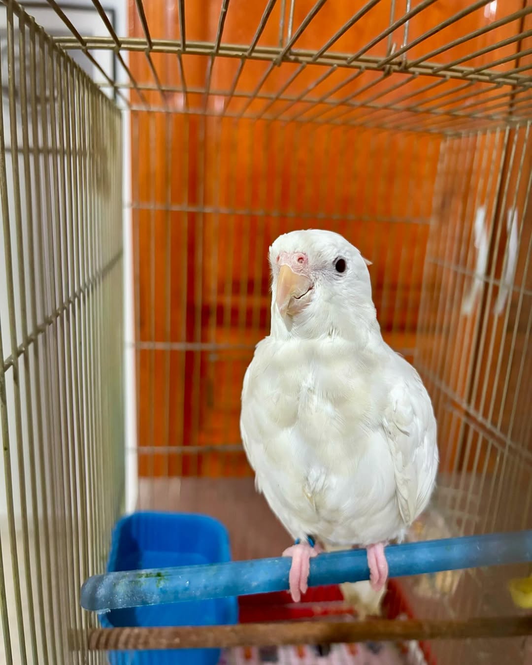 The cutest PITOU 😍