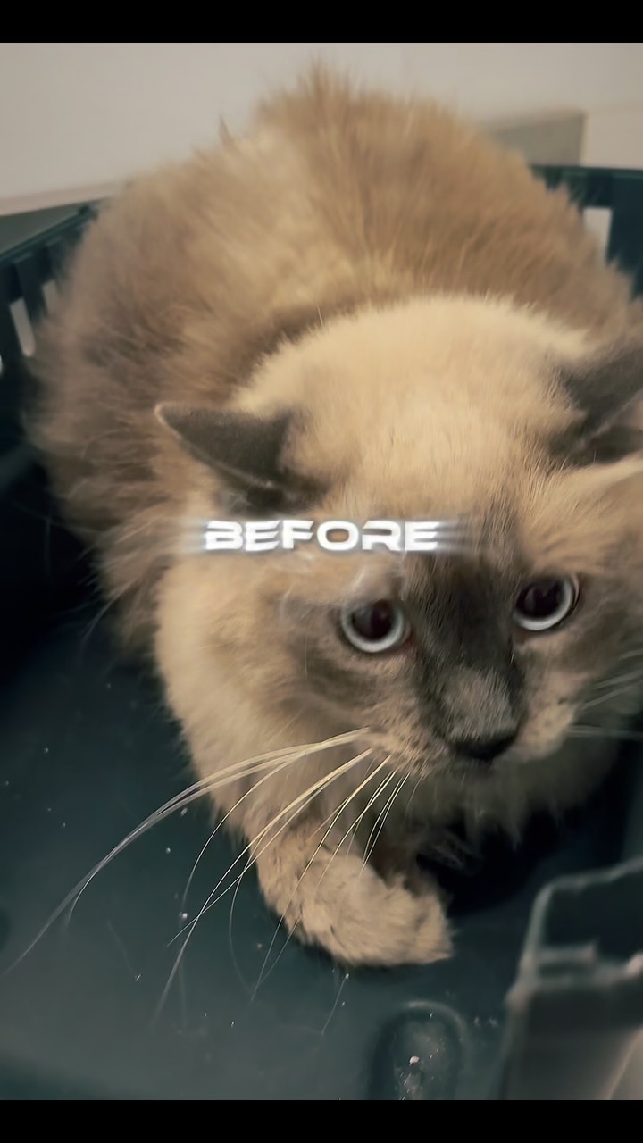 🐱✨ Un chat propre est un chat plus heu...