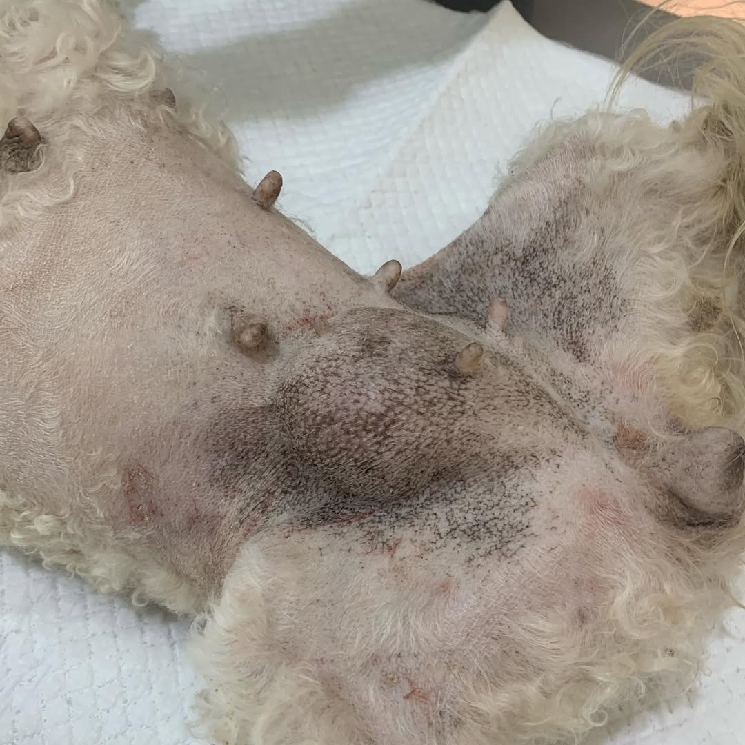 Caramel, notre courageuse petite caniche de 12 ans a été présentée à la clinique pour une masse en région mammaire, apparue depuis quelques mois. Après un examen clinique et une radiographie, la masse mammaire s’est avérée être une Hernie inguinale.

💡 On appelle hernie, le déplacement d’un organe, en dehors de la cavité qui le contient normalement, au travers d’un orifice (l’anneau herniaire).
En général, les hernies affectent les organes abdominaux.
⚠️ La gravité des hernies est liée aux conséquences qu’elles produisent sur le fonctionnement des organes concernés (exemple : une occlusion intestinale due à un étranglement de l’intestin au niveau de la hernie). 

Dans le cas de Caramel, l’hernie est due au passage d’anses intestinales à travers l’anneau inguinal. Heureusement pour elle, les intestins n’ont pas subi d’étranglement, ce qui explique pourquoi l’hernie n’a pas causé de signes cliniques. 

En photos, l’avant et l’après chirurgie de Caramel. 📸

#vetclinic #vetlife #vetsurgery #surgery #vetsurgeons #veterinarymedicine #inguinalhernia #veterinarypathology #medicinaveterinaria #cliniqueveterinaire #dvm #jardinsdecarthage #carthagevet #carthagevetclinic