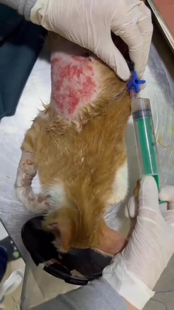 Cas d’urgence : Pyothorax félin
 Un chat...