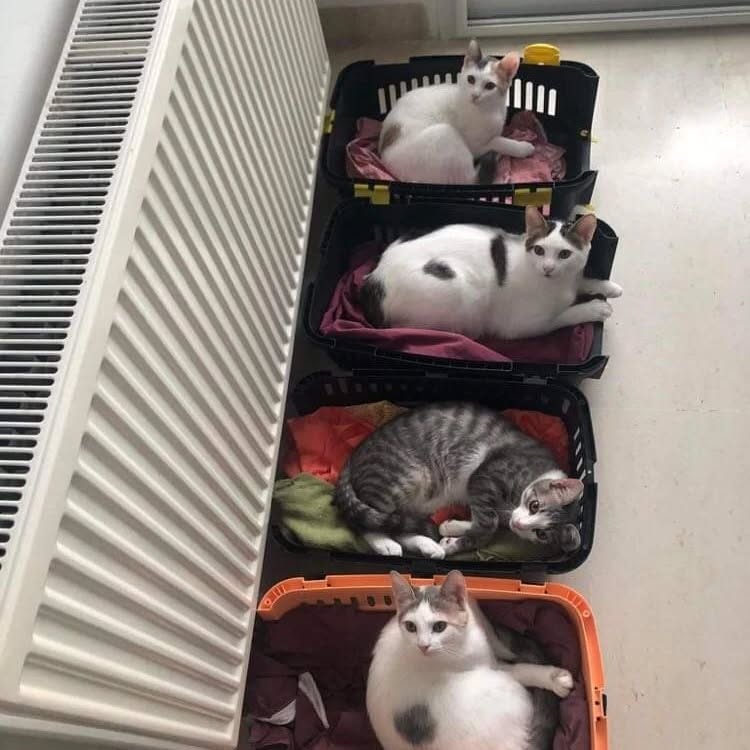 📢 A adopter 🐈 : 4 chats, 2 mâles et 2 femelles, âgés de 8 mois, correctement vaccinés, stérilisés, identifiés par une puce électronique et bénéficiant d'un titrage d'anticorps antirabique (en cas de voyage à l'étranger)
📌 Pour les intéressés, veuillez nous contacter ou appeler le 51162180 📞