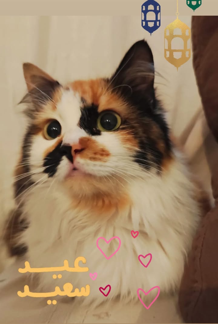 Pas de description disponible