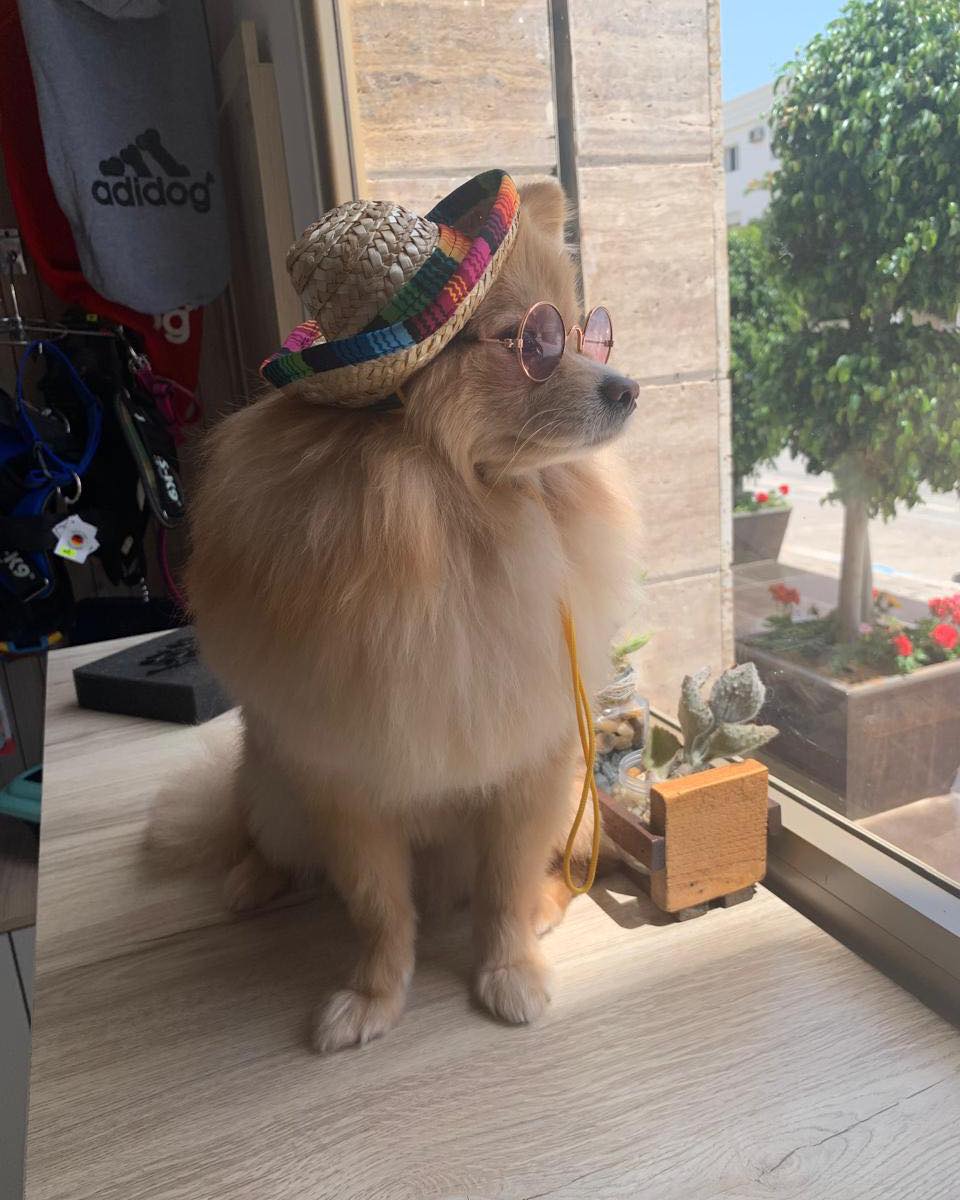 Chez Pawradise, le toilettage est un vér...