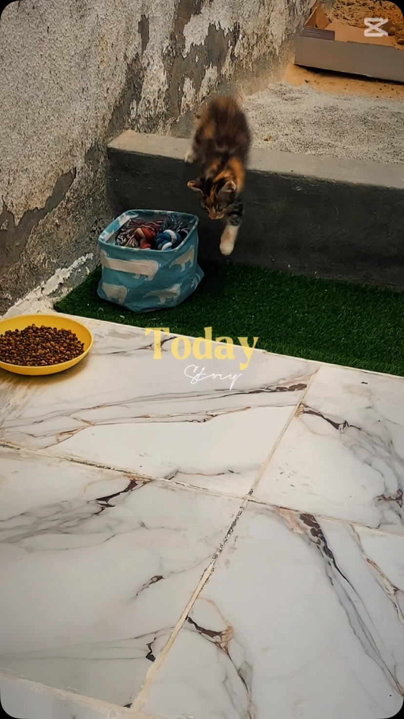 Our regular schedule at the Clinic 🐱 #animal #pet #animals #animallovers #pets