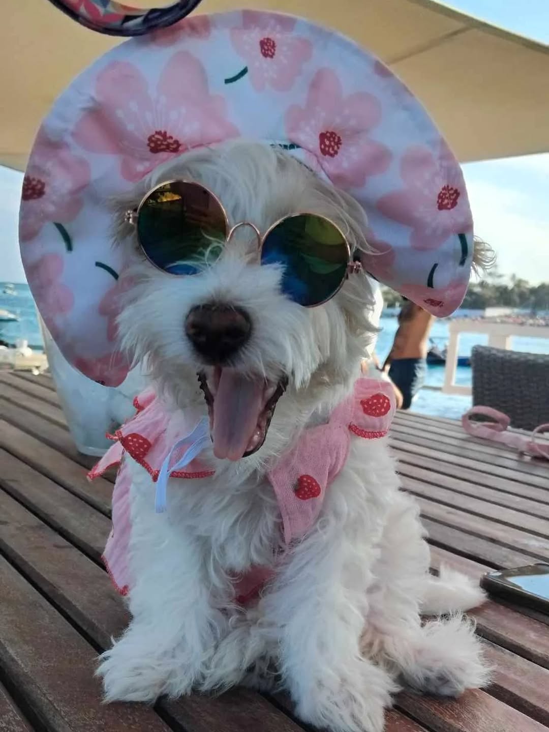 🌸 En mode diva des vacances 😎🐶

✨Tit...