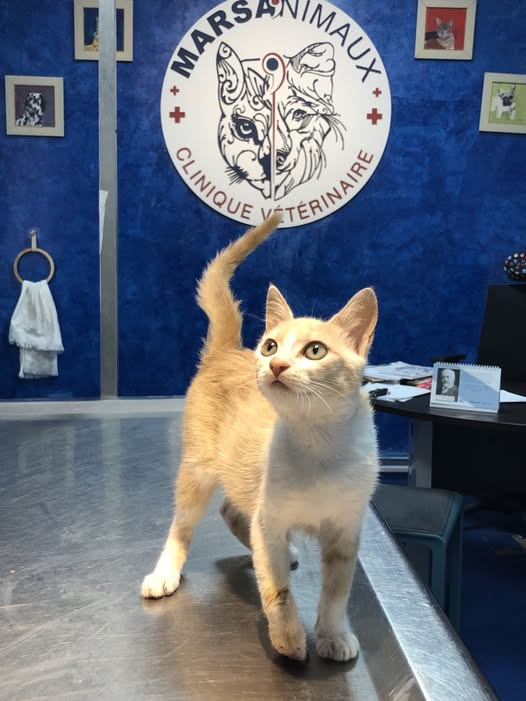 Adoption Urgente : Chaton Accidentée Cherche Foyer
 Cette petite , abandonnée et accidentée, a besoin d'une famille. Elle se rétablit et attend votre amour. Contactez nous au [ 71 980 036 ]ou visitez la clinique . Donnez lui une seconde chance !