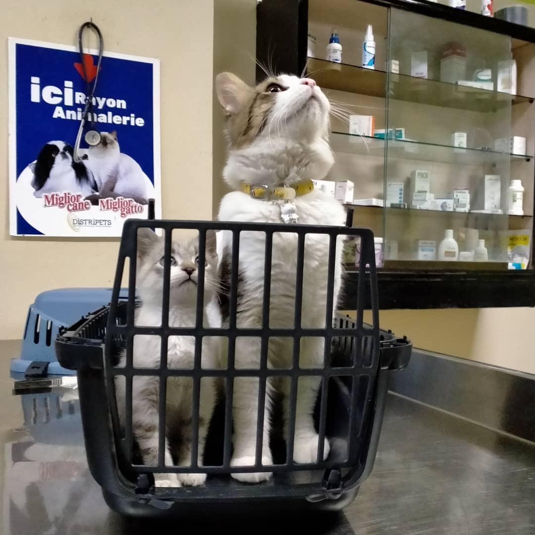 يتڨرمشووو 😻😸 #catlover #instacat #kitty #cat #cats #kitten #meow #catoftheday #pets #kittens #cute  #catlovers #catsofinsta #pet #art #ilovemycat #petlover #bardo #cliniqueveterinaire #vetlife🐾 #miao