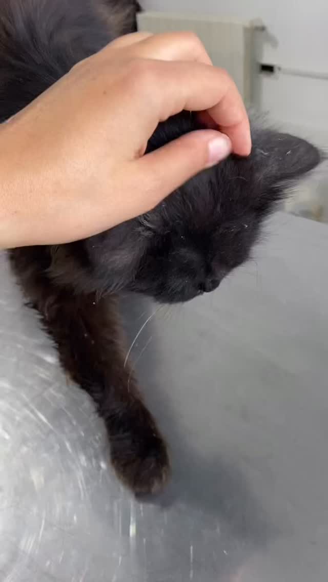 قط للتبني 🐈 HELP 🐈‍⬛ #animal #pet #an...