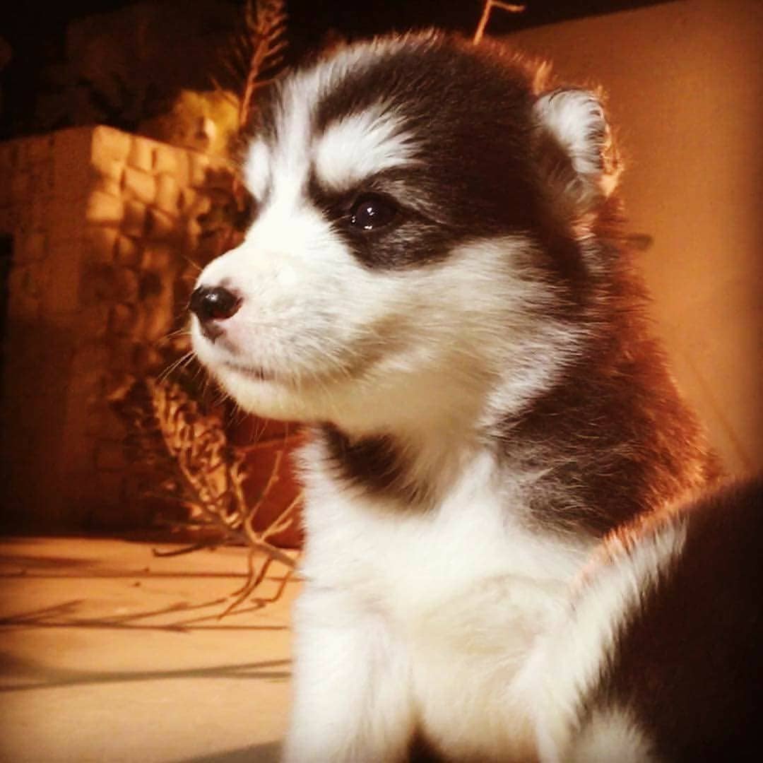 #love#husky#avendre 😍😍😍
