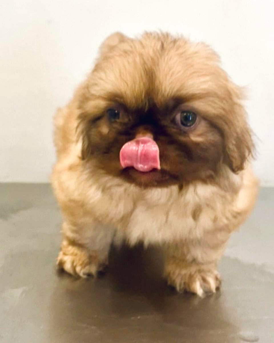 Here at Pawradise, only real styles rule...