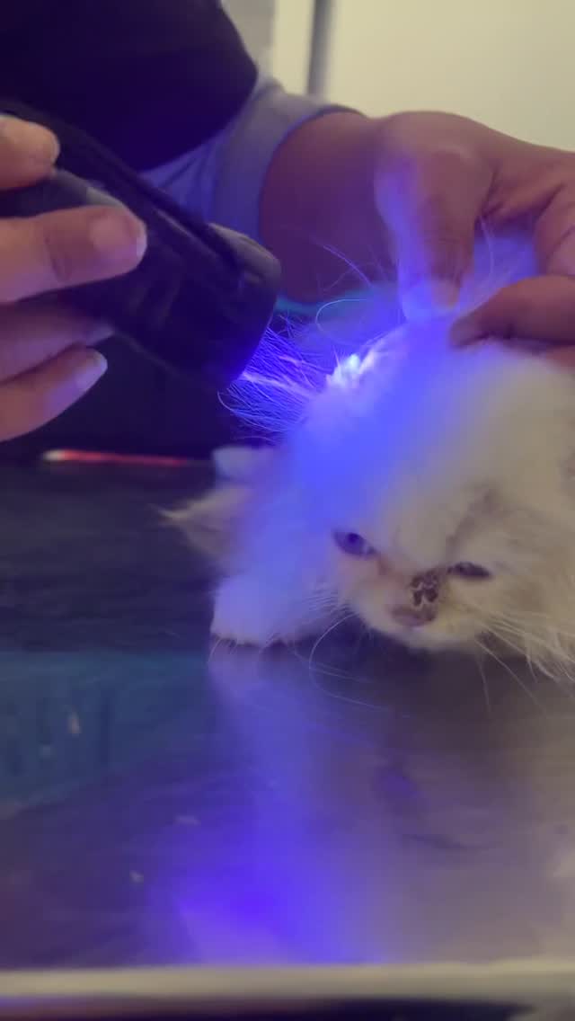 La teigne n’est pas dangereuse si elle est prise à temps : dépistage, traitement, hygiène… et votre chaton retrouve vite sa douceur ♥️
#RingwormFacts #PetHealth #CatCare #VetTips #VetAVie #Mégrine