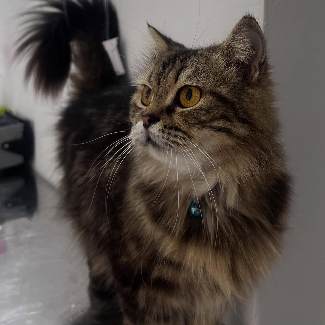 La magnifique Joud… venue pour un simple...