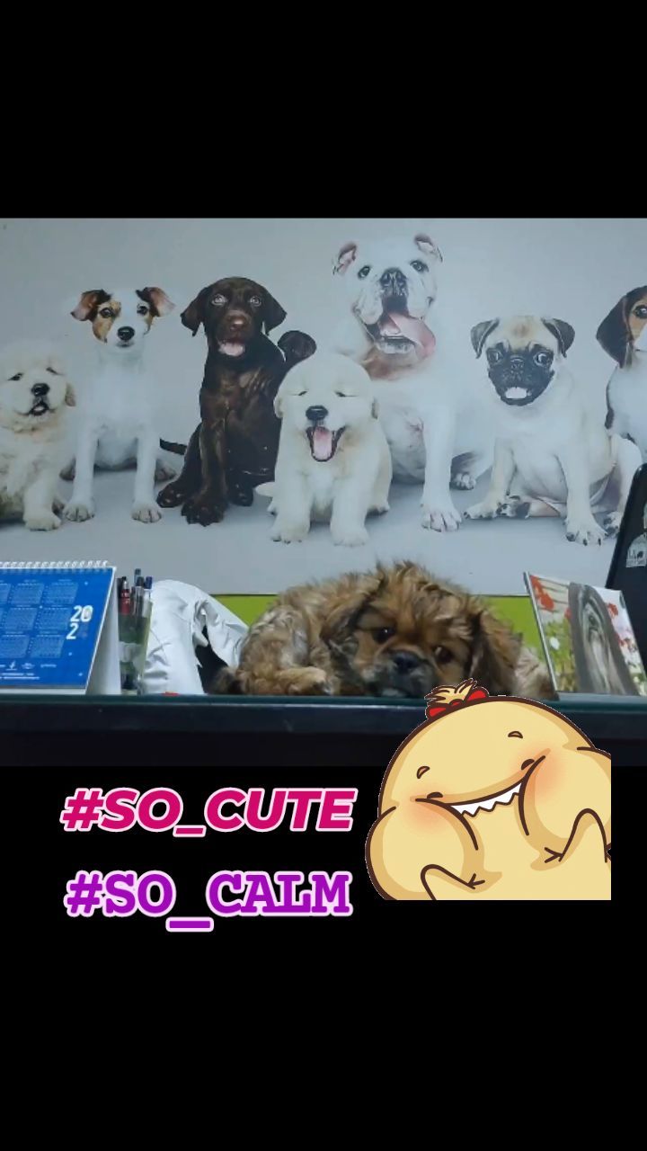 #cute #cutedogs #love #calm #vetlifestyle #cupcakes #bardo #dogsofinstagram