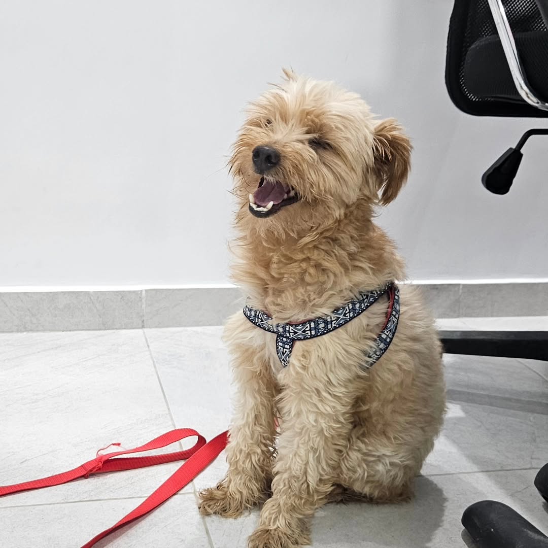 🐾 Aujourd’hui, Gato est venu chez Vet i...