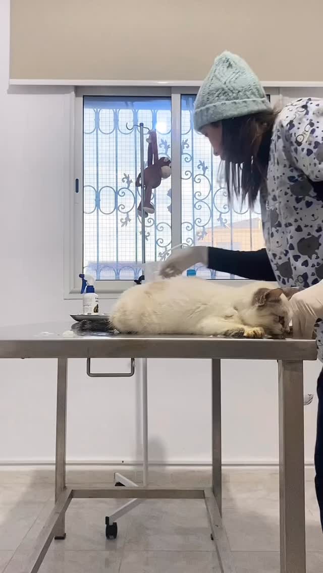 إحمي قطوسك من أمراض جهاز التنفسي 🐈🐈‍⬛...