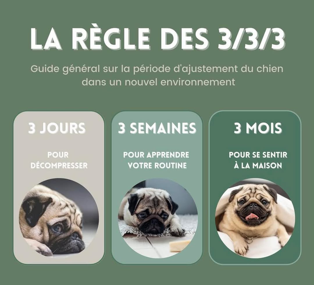 ✅ La règle des 3/3/3 ✅