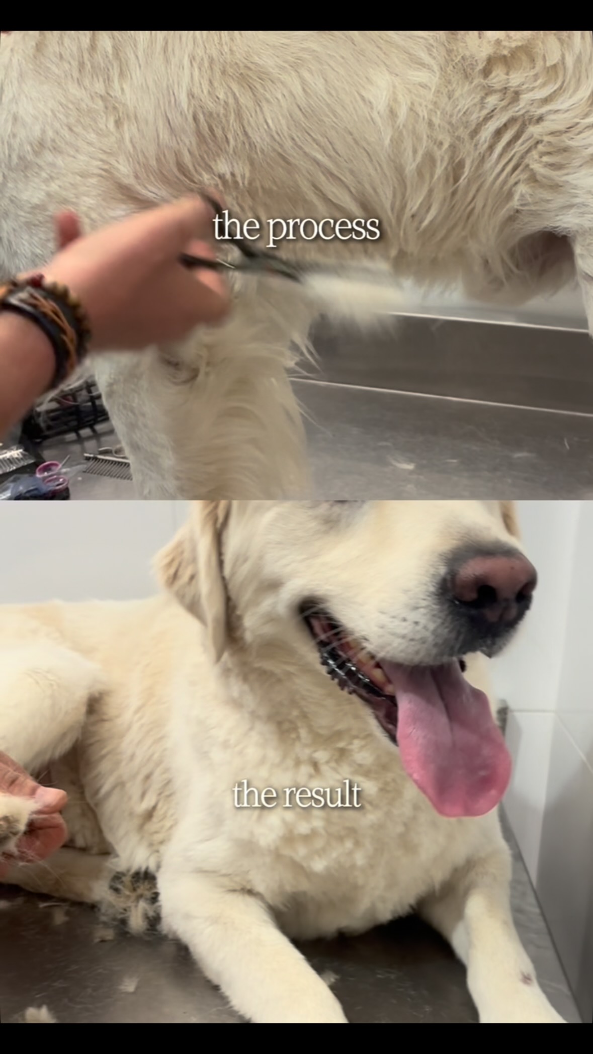 Paw pets clinic