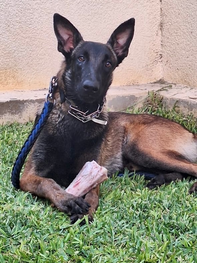 Zeus notre plus beau malinois 🥰🥰