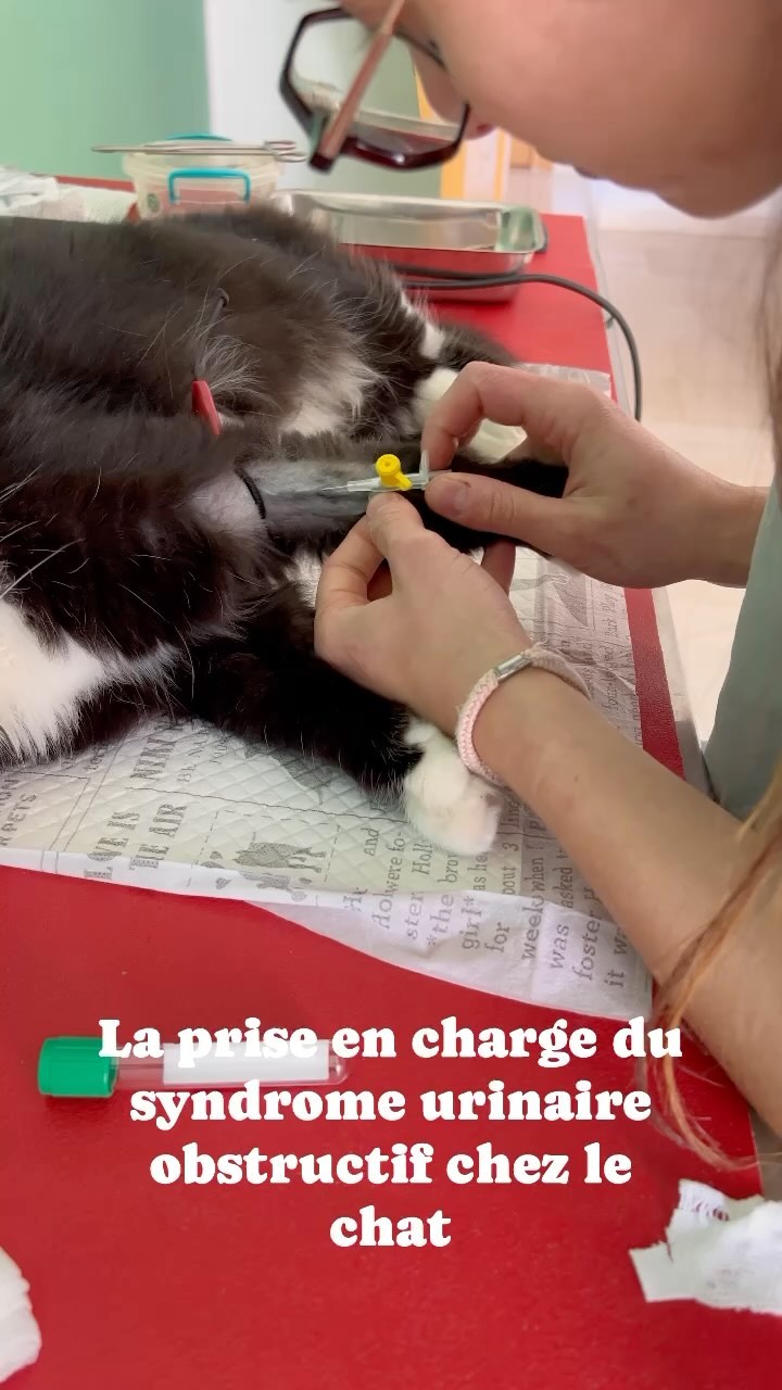 💡🐈 Le syndrome urologique félin, est u...