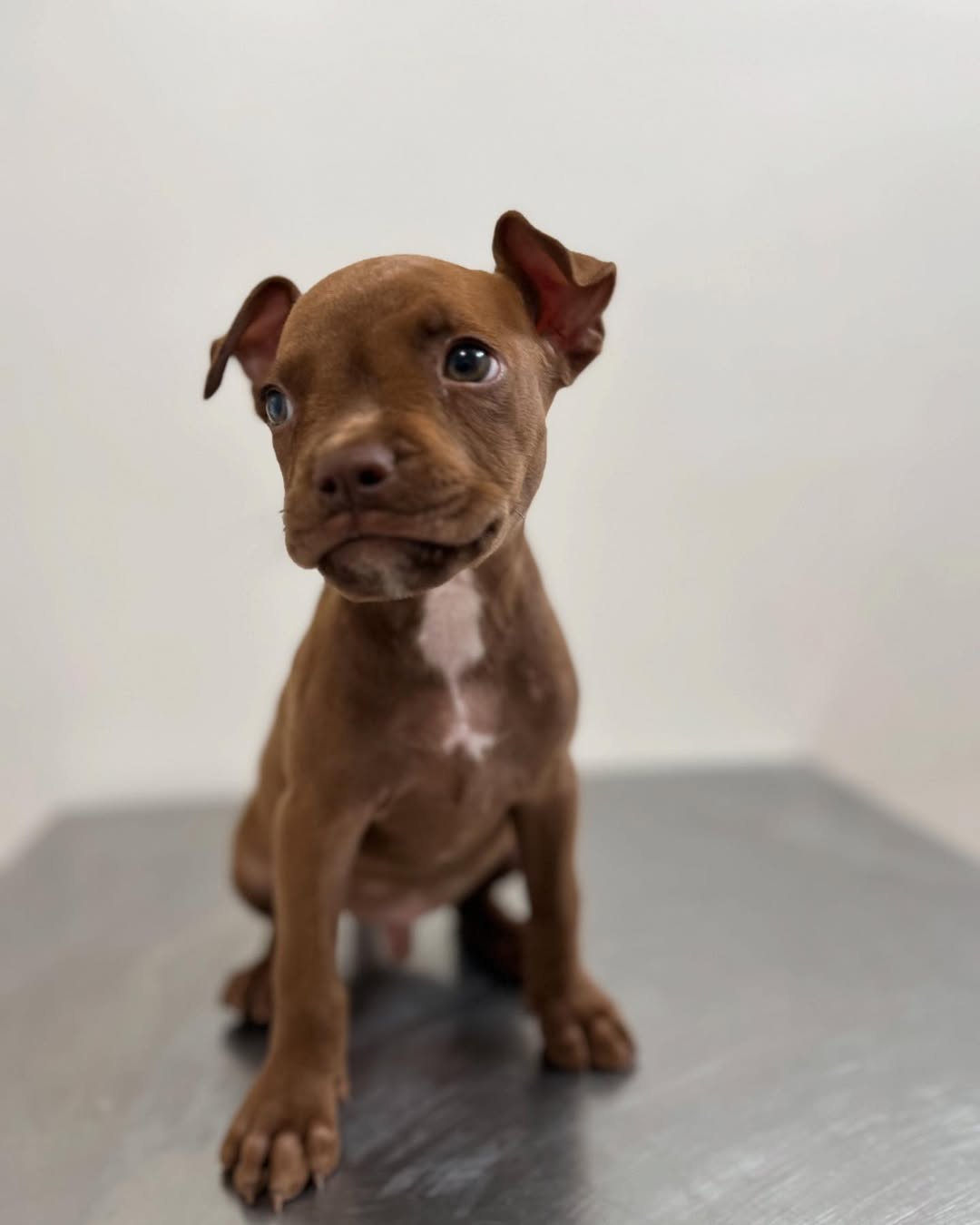 Quelle beauté 🥹 
.
.
.
.
#pitbulllover...