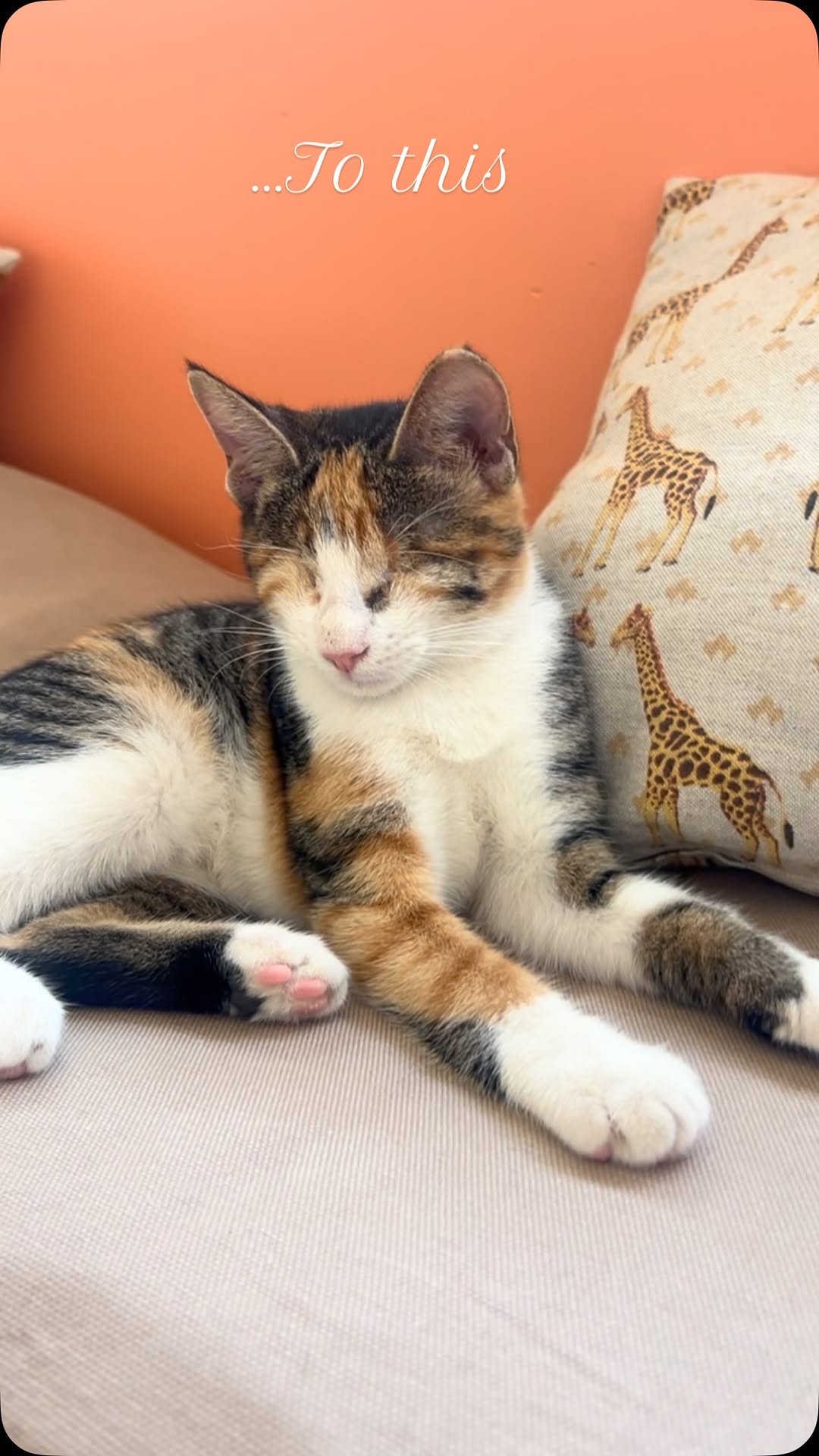 Leiloush 🐾❤️‍🩹

#catrescue #vetlife #t...