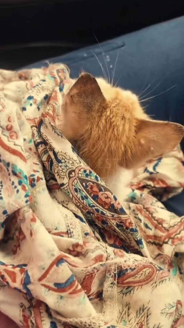 Je m’appelle فائزة — Feyza, la victorieu...