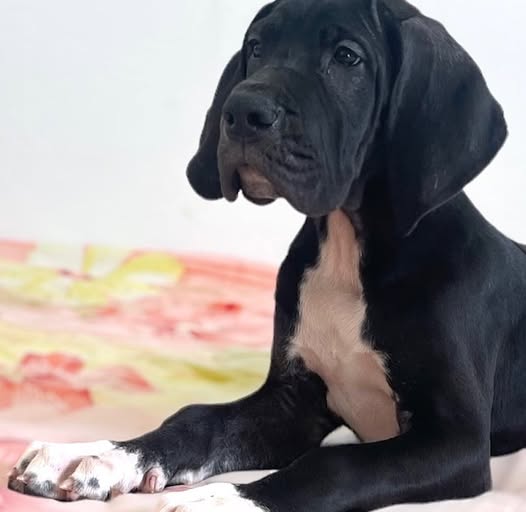 🔥 une femelle Dogue Allemand(noire avec...