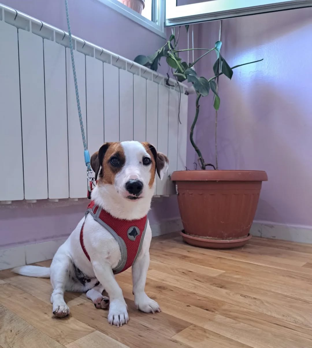 Jack ❤️
#doglover #veterinarymedicine #j...