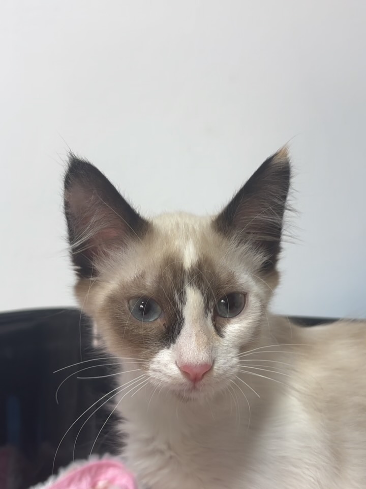 🐾✨ Voici Zina ! ✨🐾

Cette jolie chat...