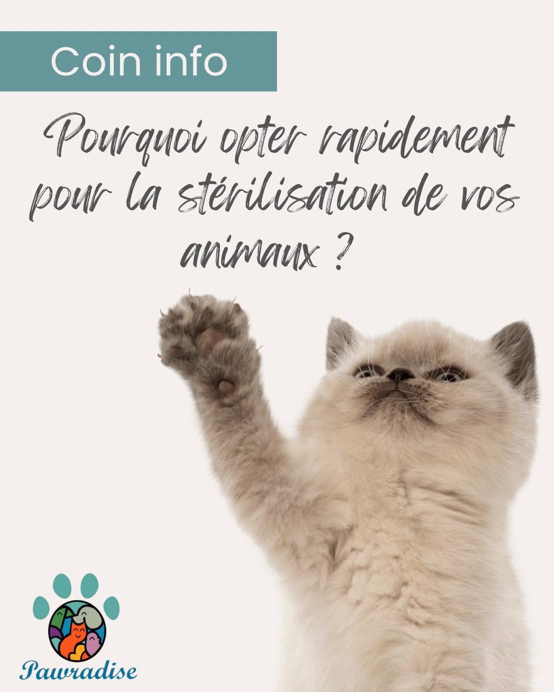 Pourquoi stériliser vos animaux ? Un ges...