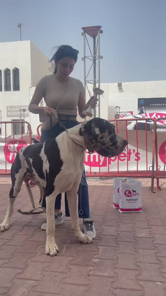 Champion de la Tunisie 🏆 
 1 Excellent...