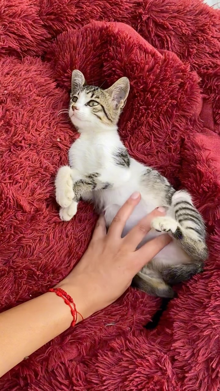 🐾 Chatons à adopter ! 🐱
Ils n'attenden...