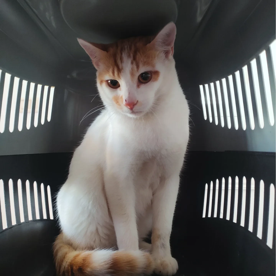 Pourquoi la vaccination est importante ?...