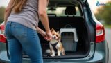 Traveling with Pets: Essential Questions Answered