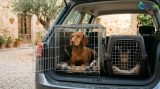 Transporter un animal en toute sécurité : le guide complet