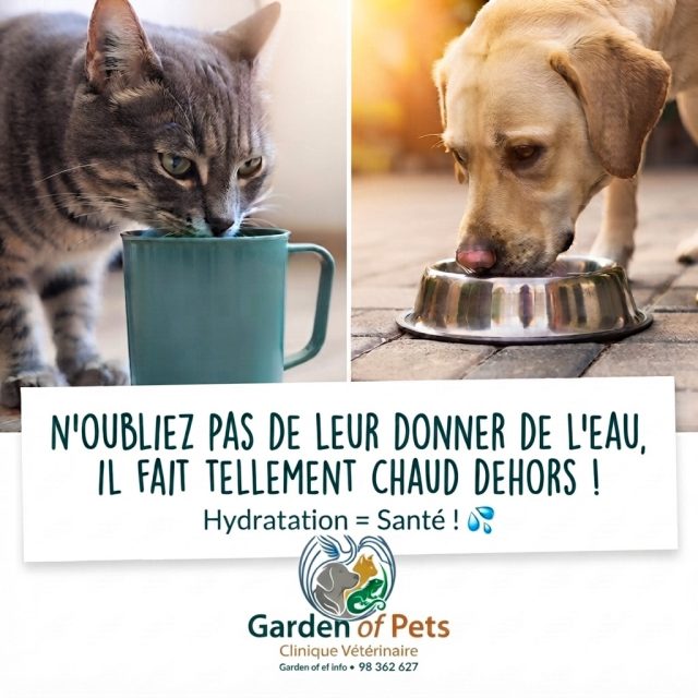 Alerte forte chaleur : N’oublions pas le...
