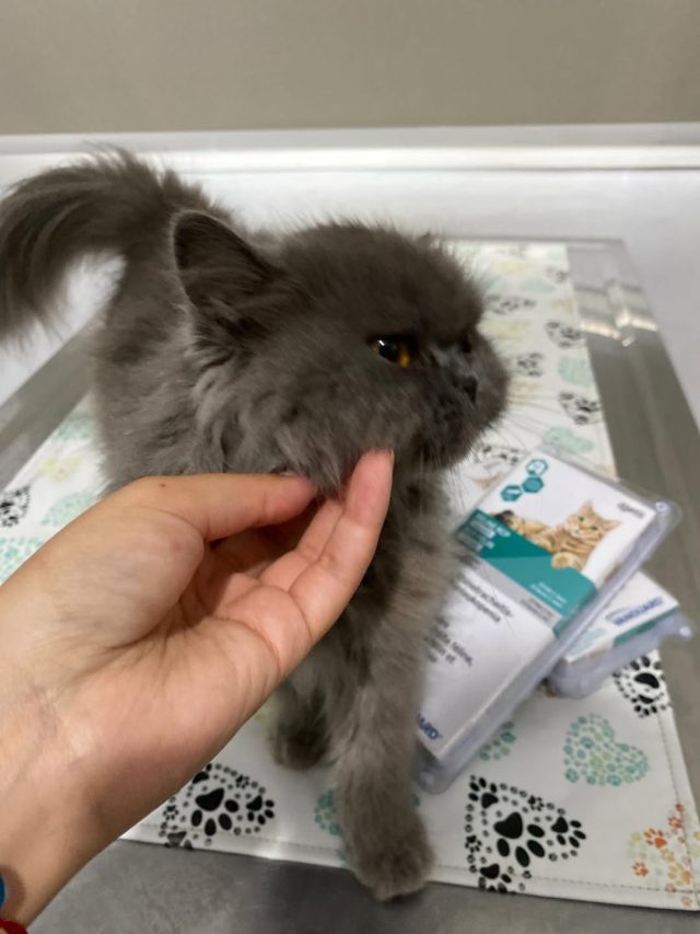 🐾 Un vaccin, une protection, une vie en...