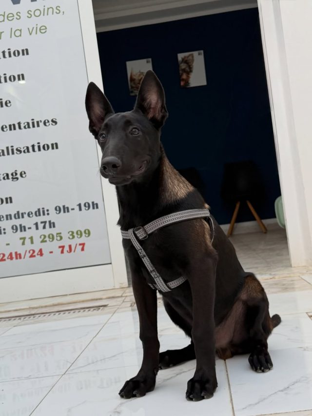 🐾 Viper, notre magnifique Malinois 🖤...
