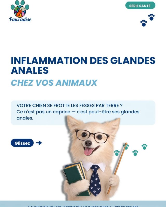 Le fameux « traîneau » 🛷 Si votre chien...