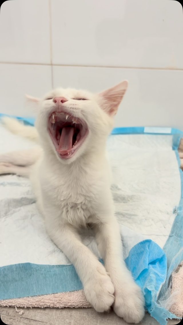 Warning: Extreme cuteness ahead! 🐾🥹

O...