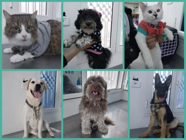 Cabinet vétérinaire Pets' Vet vous souha...