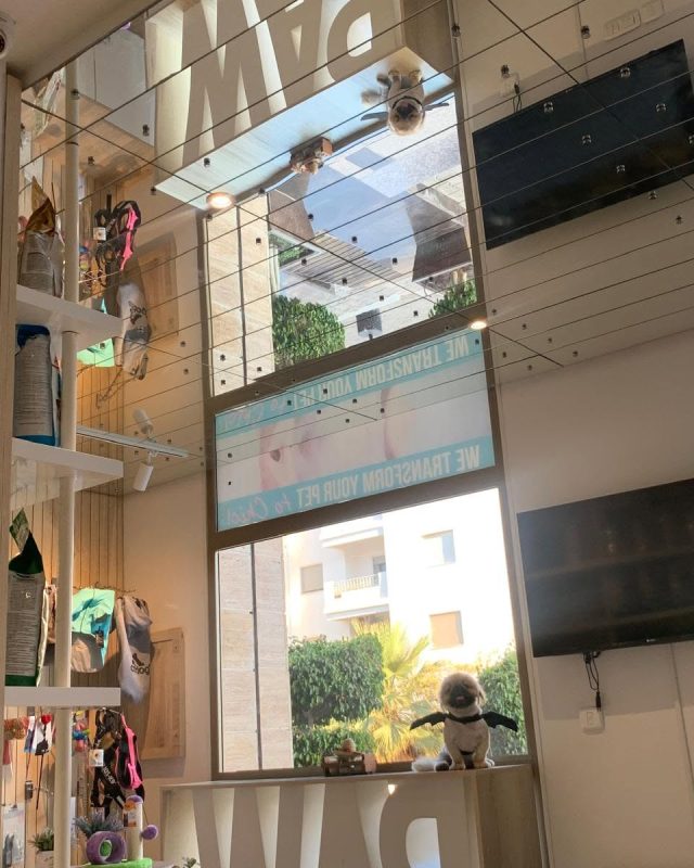 Arrivez-vous à le trouver ? 🦇🐶
Indice...
