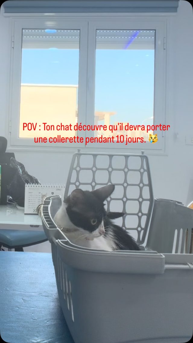 blague à part .... 😆😆

la collerette e...