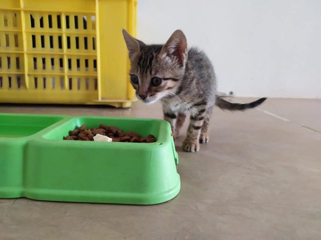 Joli chaton d'environ 2 mois et demi sau...