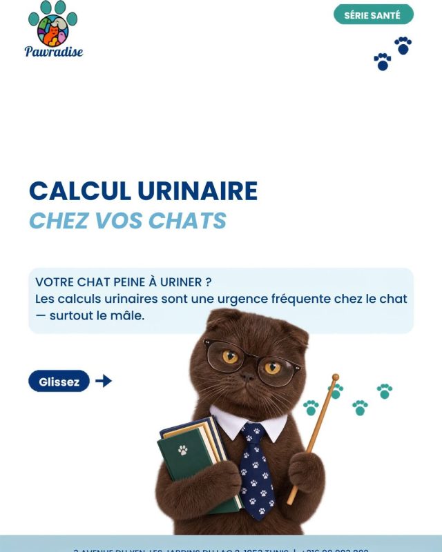 🚨 Chat qui va souvent à la litière sans...