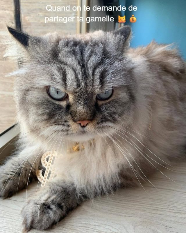 Le PDG est arrivé. 💼😾💰
Ne vous fiez p...
